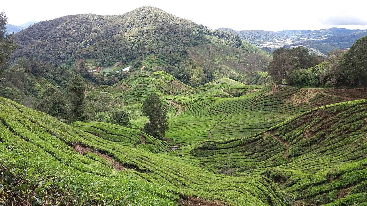 Tea terraces on the slopes of Mount Brinchang above Kea Farm, Cameron Highlands