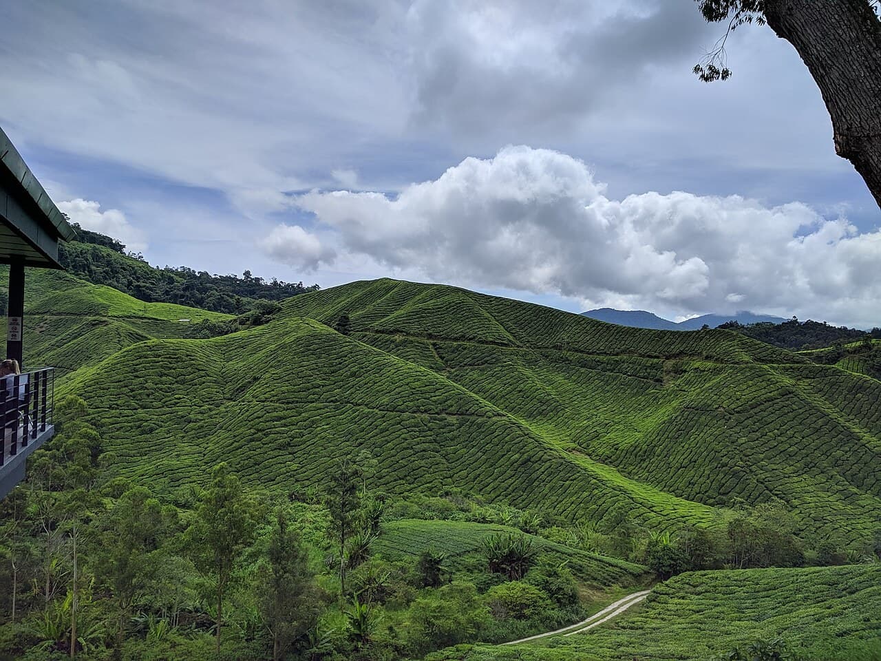 Terraced tea bushes covering the green hills of Cameron Highlands under a soft highland sky